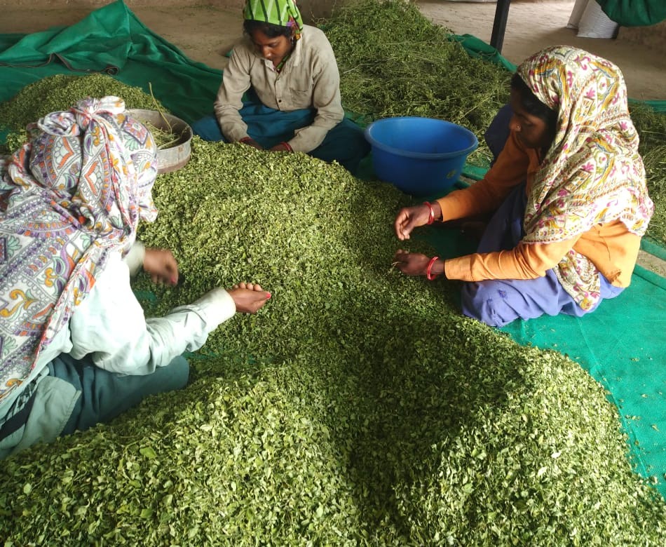 Moringa Ingreens cultivation and processing 2