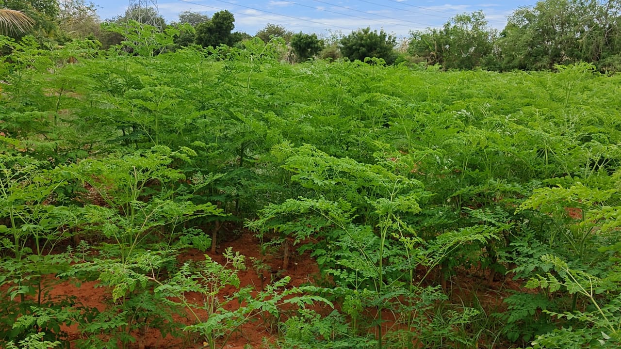 Moringa Leaves: Nature’s Superfood with Growing Global Demand