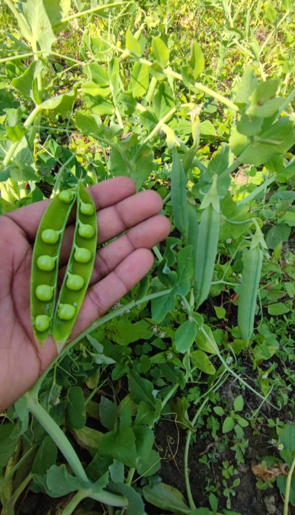 Ingreens Organic cultivation projects v2