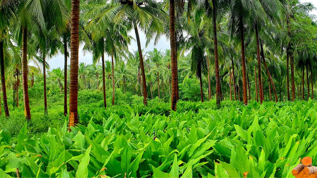 India’s Golden Spice: The Journey of Turmeric Cultivation