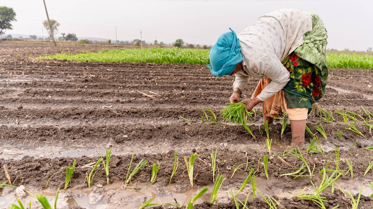 From Conventional to Organic: The Journey to Pesticide-Free Food